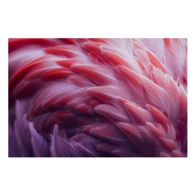 Obrazy do salonu Zbliżenie na pióra flaminga
