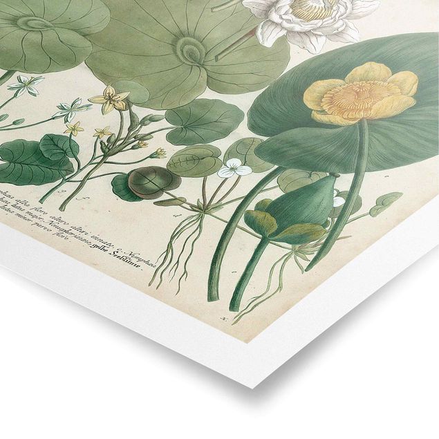 Obrazy retro Ilustracja w stylu vintage Biała lilia wodna