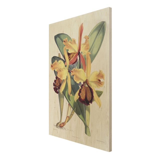 Obrazy na drewnie Walter Hood Fitch - Orchidea