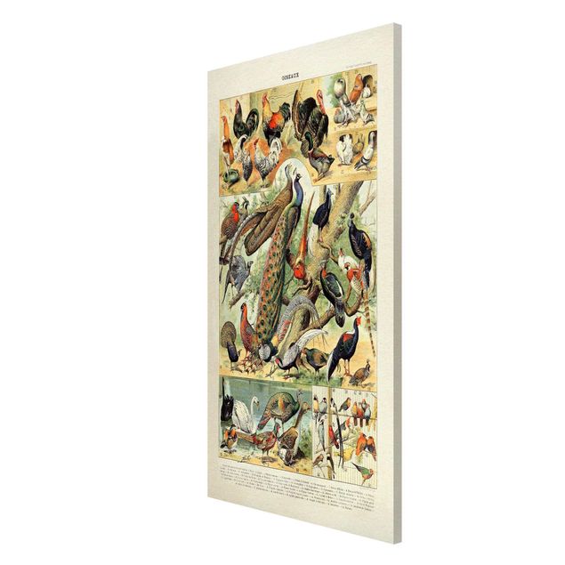 Obrazy zwierzęta Tablica edukacyjna w stylu vintage Ptaki europejskie