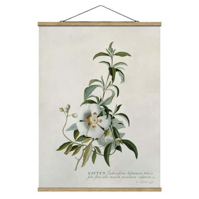 Obrazy z motywem kwiatowym Georg Dionysius Ehret - Cistus Rose