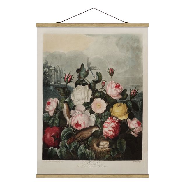 Obrazy retro Botanika Vintage Ilustracja róż