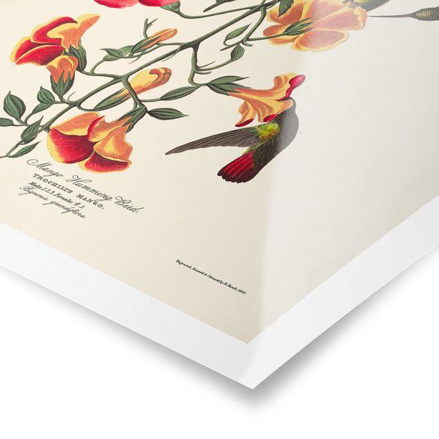 Obrazy z motywem kwiatowym Tablica edukacyjna w stylu vintage Kolibry mango