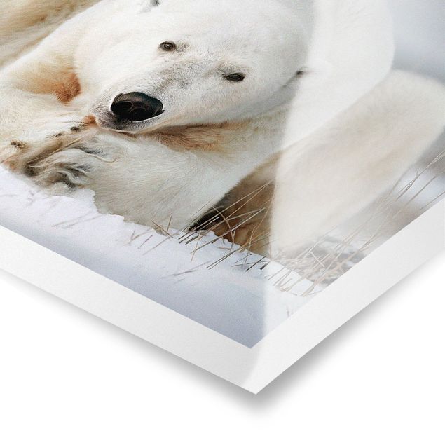 Plakat o zwierzętach Przemyślany niedźwiedź polarny