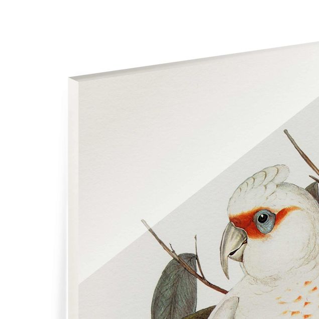 Retro obrazy Ilustracja w stylu vintage Biały kakadu