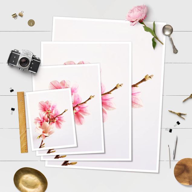 Plakat - Kwiaty magnolii