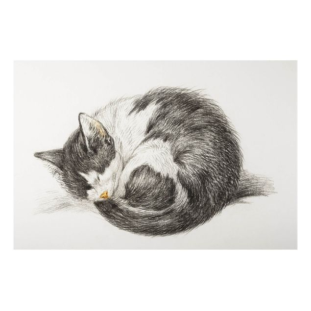 Obrazy do salonu nowoczesne Zabytkowy rysunek kot II