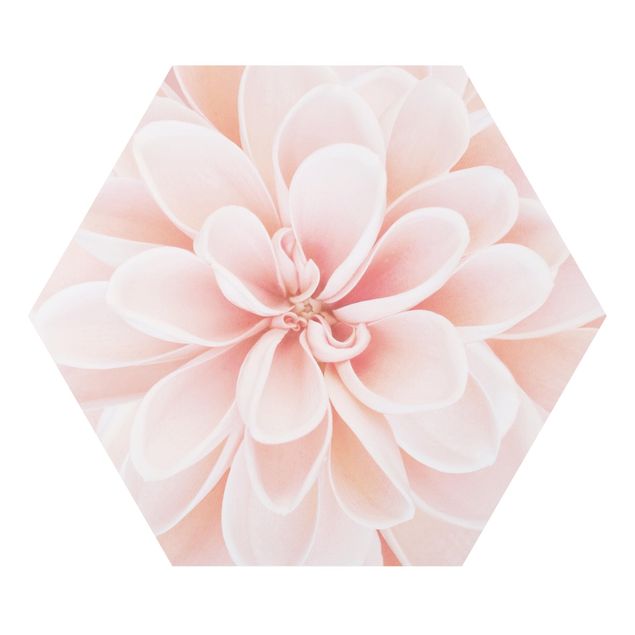 Obrazy z motywem kwiatowym Dahlia w pastelowym różu