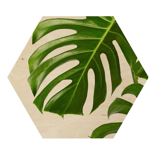 Obraz heksagonalny z drewna - Monstera o zielonych liściach