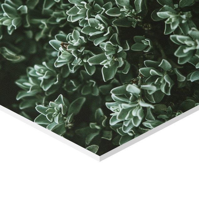 Obraz heksagonalny z Forex 4-częściowy - Zestaw zielonych liści I