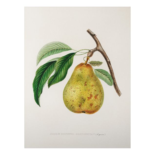 Dekoracja do kuchni Botani Vintage Illustracja Żółta gruszka