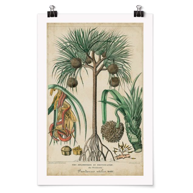 Obrazy vintage Tablica edukacyjna w stylu vintage Palmy egzotyczne I