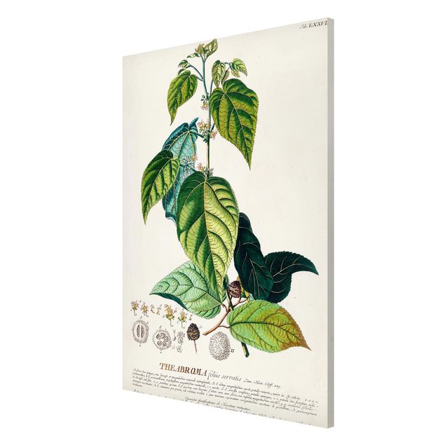 Vintage obrazy Vintage Botanika Ilustracja Kakao