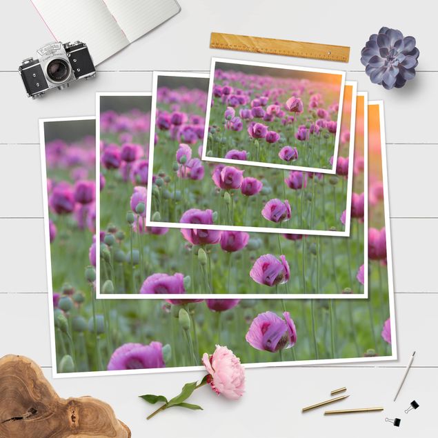 Plakaty Fioletowa łąka z makiem opium wiosną