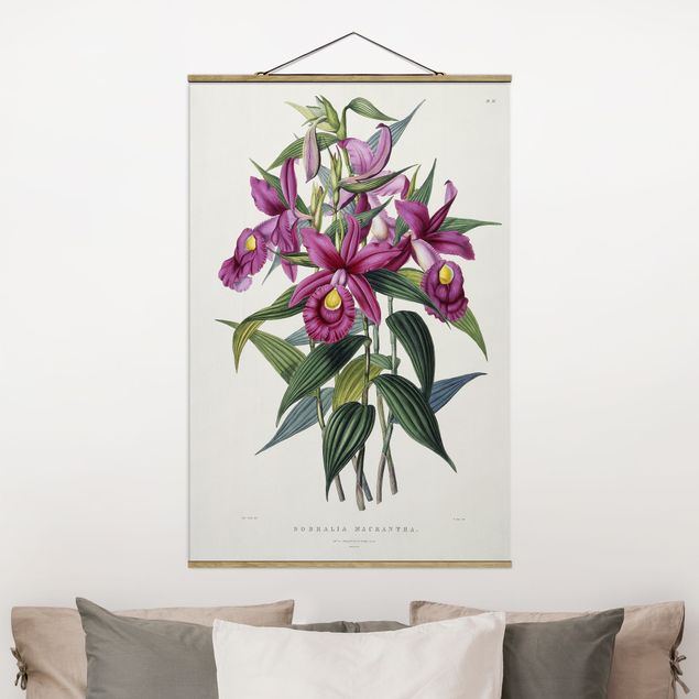 Obrazy orchidea Maxim Gauci - Orchidea I