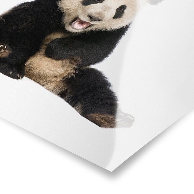Plakaty zwierzęta Śmiejąca się panda