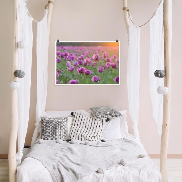 Obrazy do salonu Fioletowa łąka z makiem opium wiosną