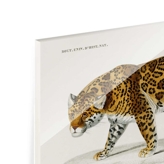 Zwierzęta obrazy Tablica edukacyjna w stylu vintage Jaguar