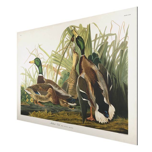 Obrazy ze zwierzętami Tablica edukacyjna w stylu vintage Kaczki