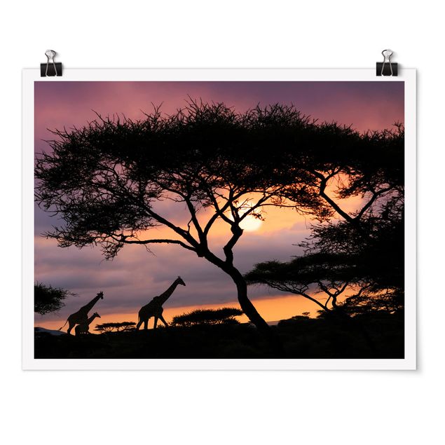 Obraz drzewo Safari w Afryce