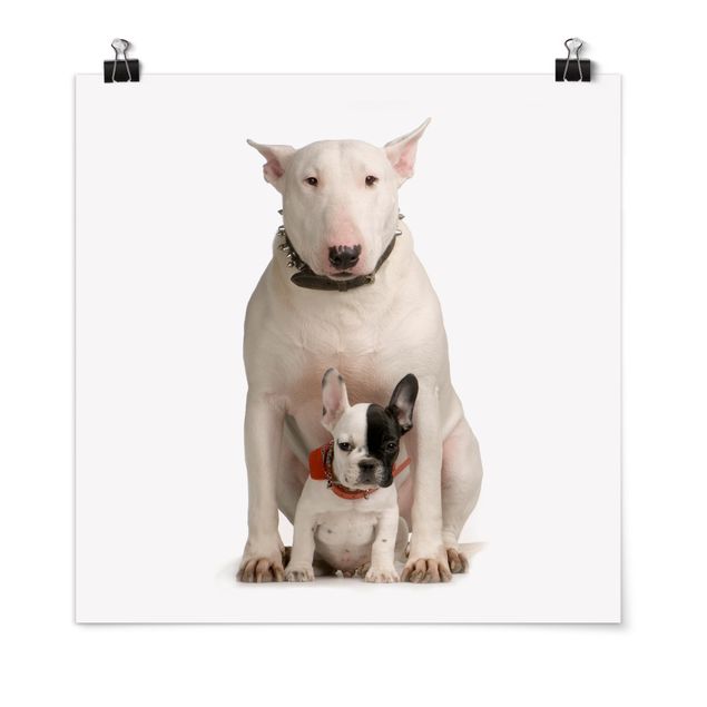 Zwierzęta obrazy Bull Terrier i przyjaciel