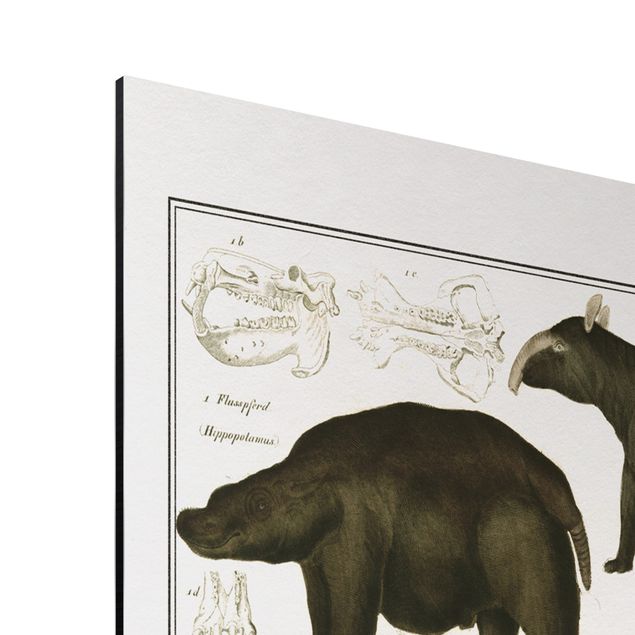 Obrazy słoń Tablica edukacyjna w stylu vintage Słonie, zebry i nosorożce
