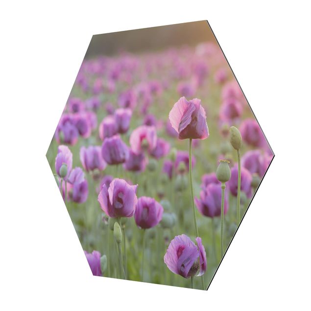 Rainer Mirau obrazy Fioletowa łąka z makiem opium wiosną
