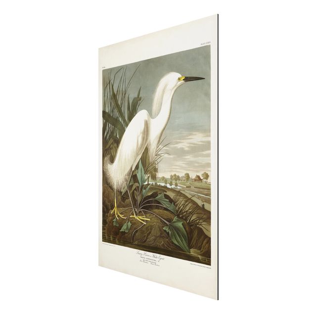 Obrazy z morzem Tablica edukacyjna w stylu vintage Czapla biała I