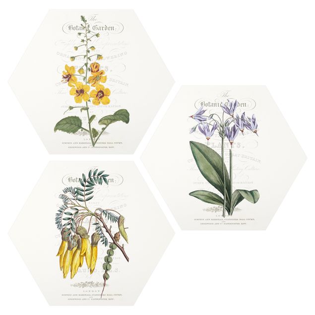 Obraz heksagonalny z Forex 3-częściowy - Zestaw tablic botanicznych I