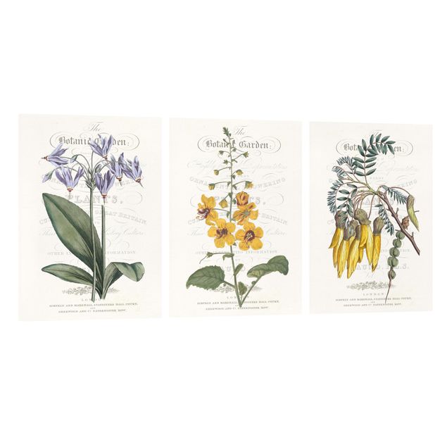 Obrazy vintage Zestaw tablic botanicznych I