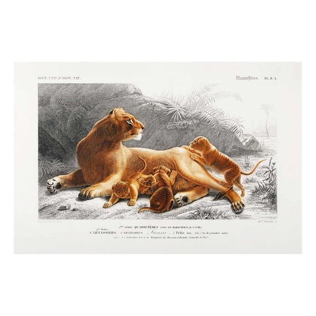 Obrazy na szkle zwierzęta Tablica edukacyjna w stylu vintage Lwica z młodymi lwiątkami