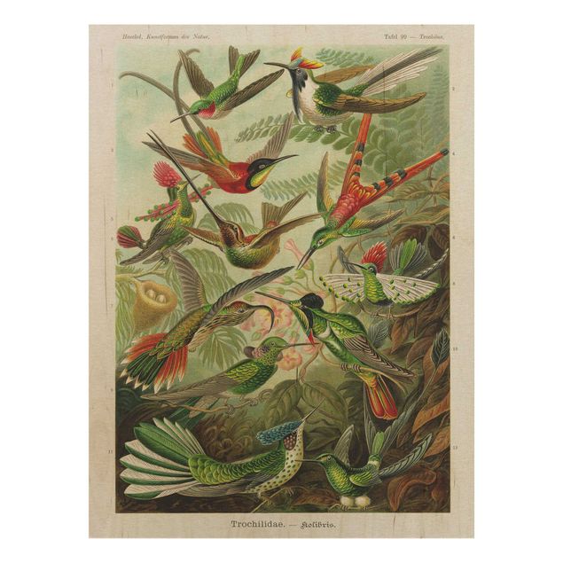 Obrazy na ścianę Tablica edukacyjna w stylu vintage Kolibry