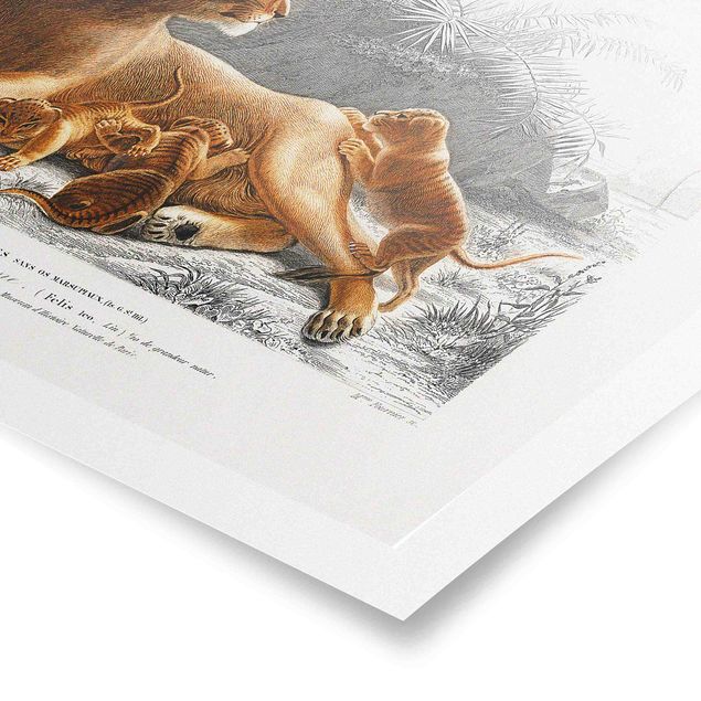 Obrazy lew Tablica edukacyjna w stylu vintage Lwica z młodymi lwiątkami