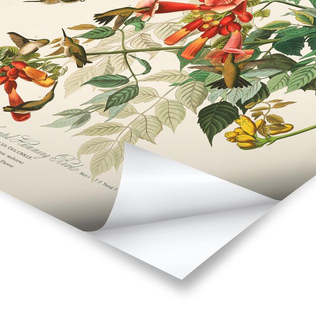 Obrazy motywy kwiatowe Tablica edukacyjna w stylu vintage Koliber rubinowy