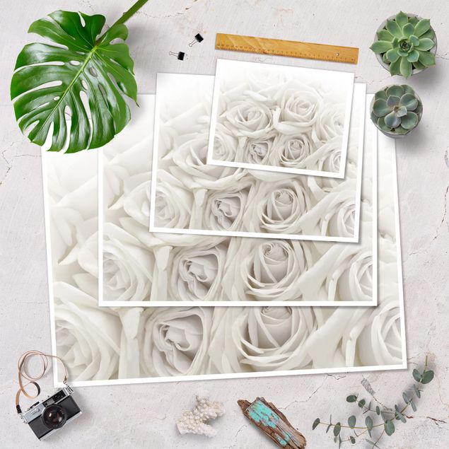 Plakat - Białe róże