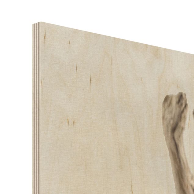 Obraz z drewna - Biała skorupa ślimaka i drewno korzeniowe