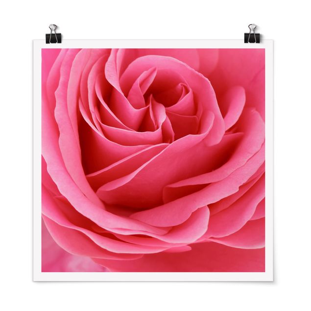 Obrazy nowoczesny Różowa róża pełna wdzięku