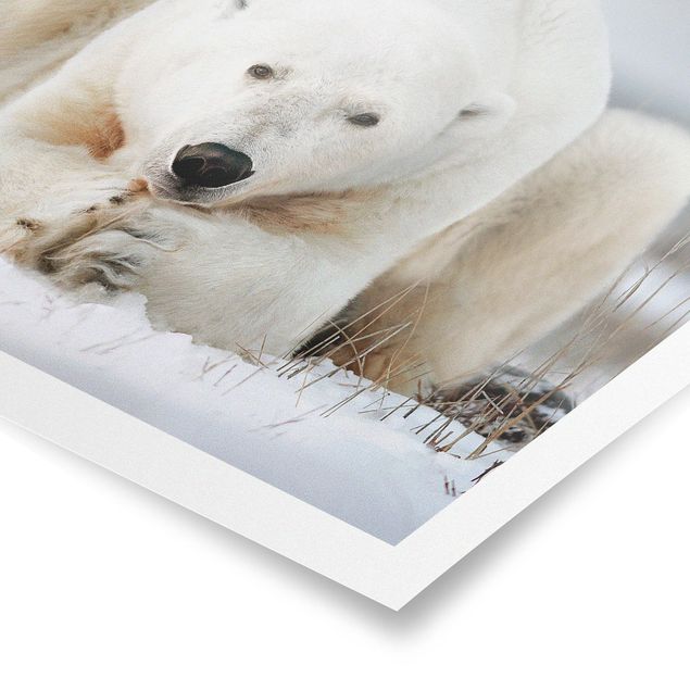 Obrazy ze zwierzętami Przemyślany niedźwiedź polarny