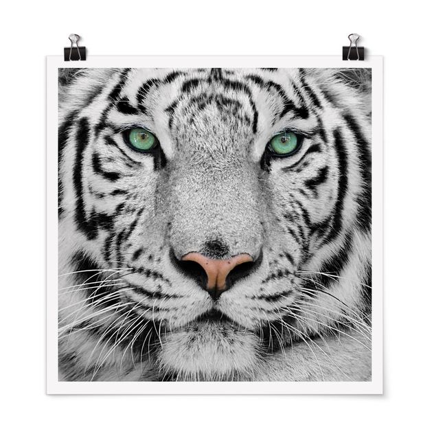 Nowoczesne obrazy Biały tygrys