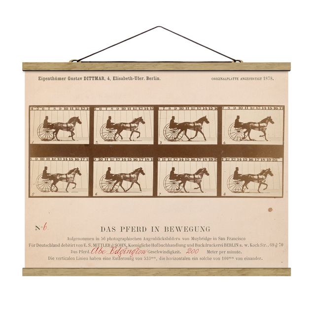 Zwierzęta obrazy Eadweard Muybridge - Koń w ruchu