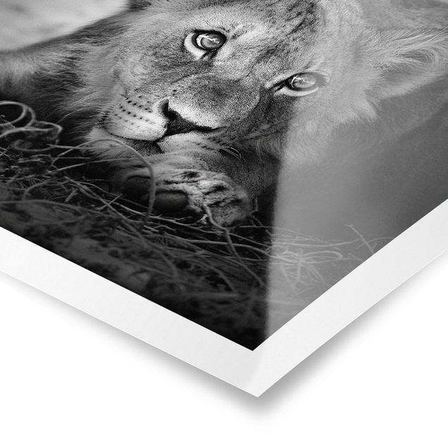 Obrazy lew Czające się lwiątko