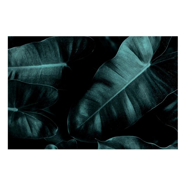 Obrazy do salonu Liście dżungli ciemnozielone