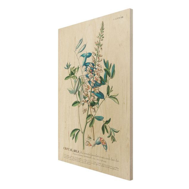 Obrazy drewniane Vintage Botanika Ilustracja Rośliny strączkowe