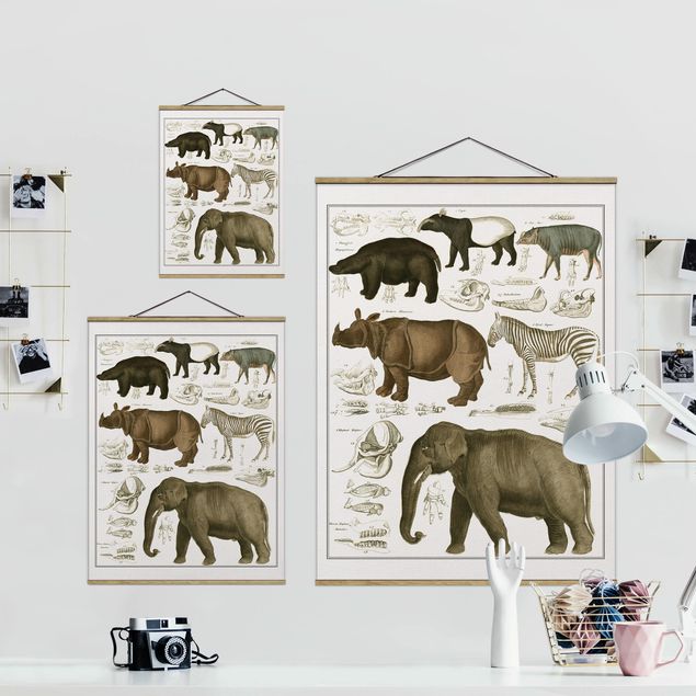 Vintage obrazy Tablica edukacyjna w stylu vintage Słonie, zebry i nosorożce