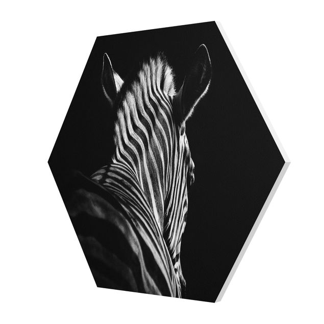 Czarno białe obrazki Sylwetka zebry ciemnej