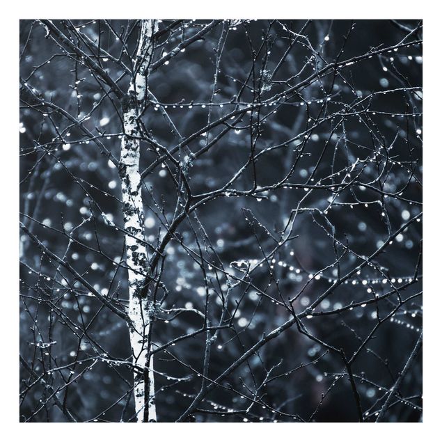 Panel szklany do kuchni - Ciemna brzoza w zimnym deszczu