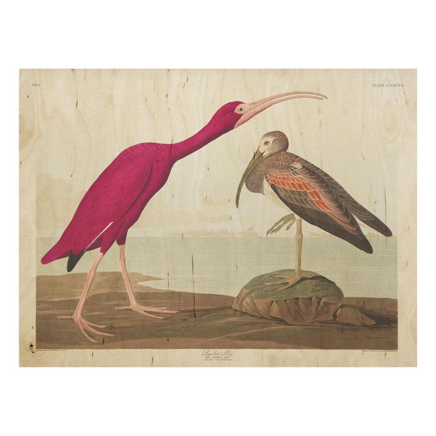 Obrazy Tablica edukacyjna w stylu vintage Czerwony Ibis