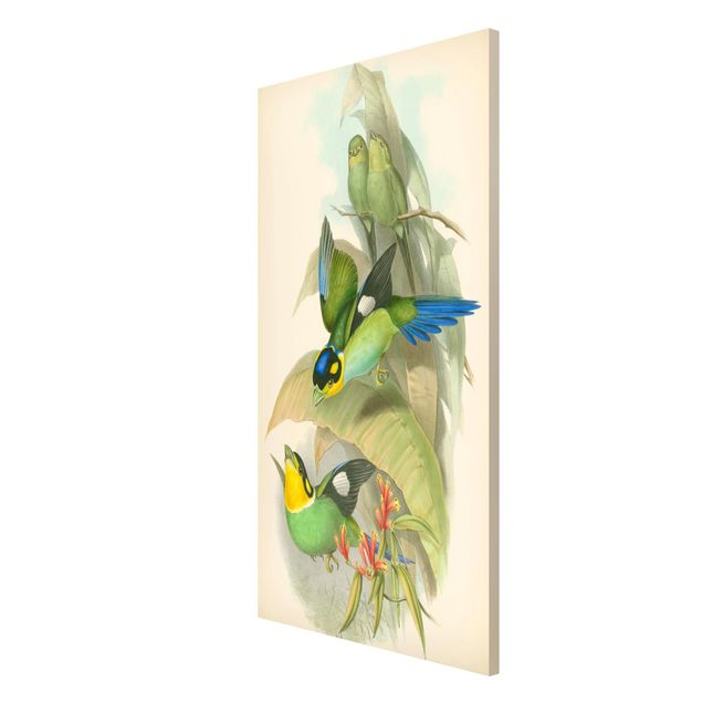 Obrazy zwierzęta Ilustracja w stylu vintage - ptaki tropikalne