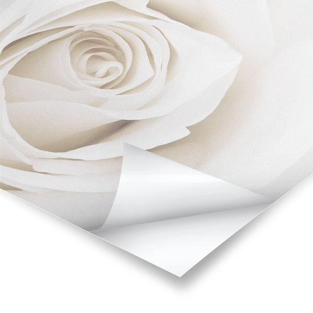 Plakat - Piękna biała róża