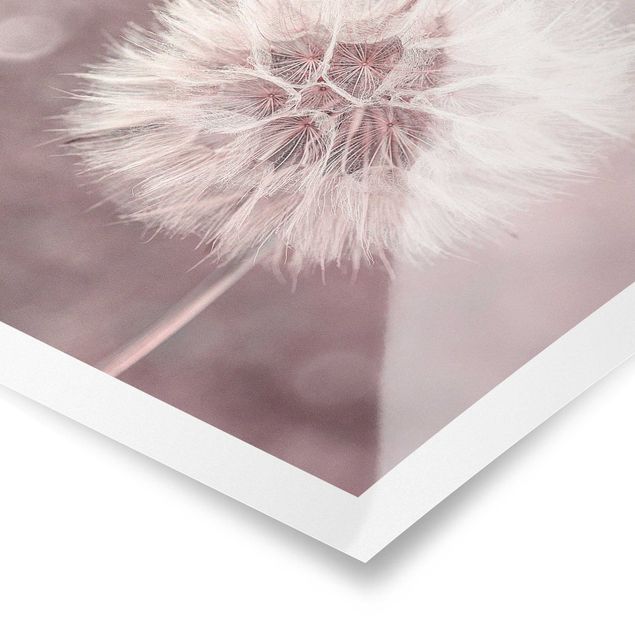Obrazy z motywem kwiatowym dandelion bokeh różowy